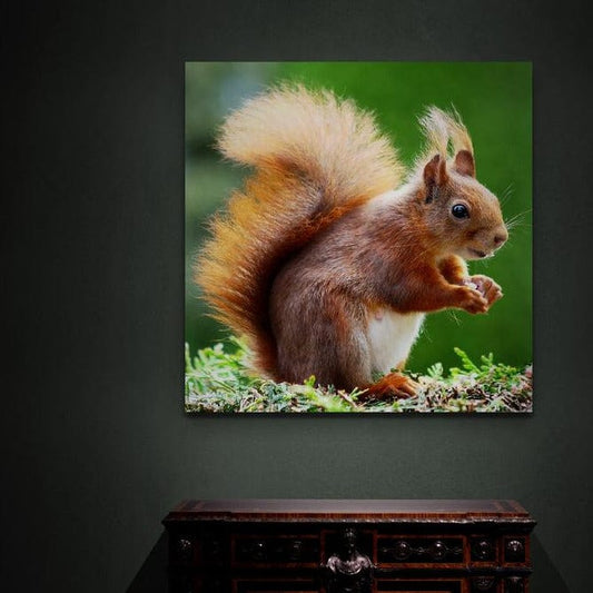 Tablou Canvas - Veverita - Cameradevis.ro