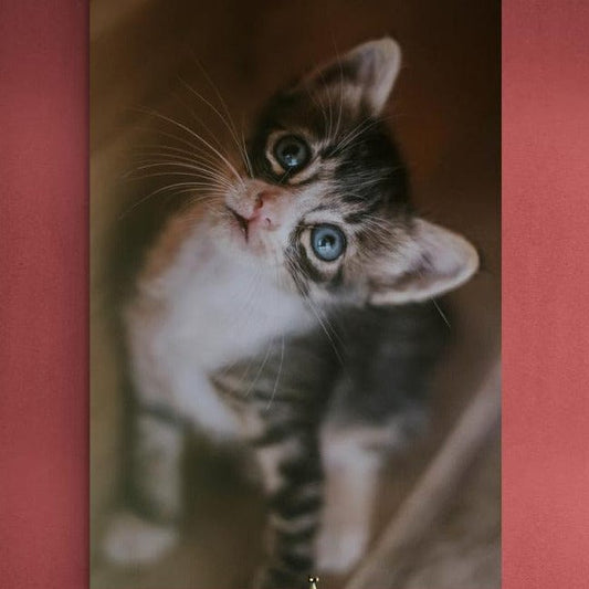 Tablou canvas - Pisoi curios - Cameradevis.ro