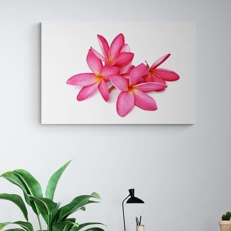 Tablou canvas -Flori plumera - Cameradevis.ro