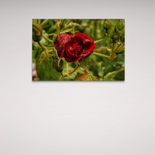 Tablou Canvas romanesc - Trandafir plângând - Cameradevis.ro