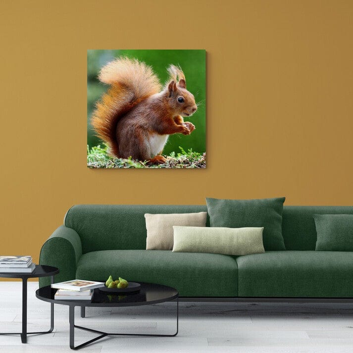 Tablou Canvas - Veverita - Cameradevis.ro