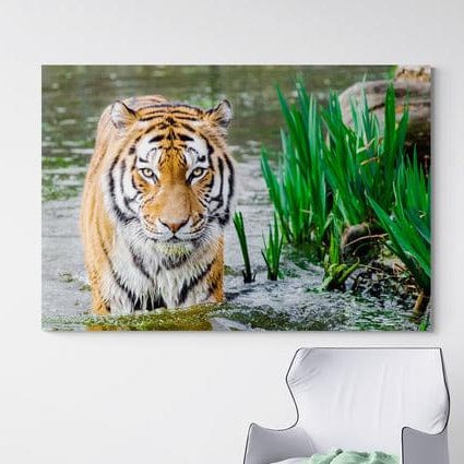 Tablou canvas - Tigru la baie - Cameradevis.ro