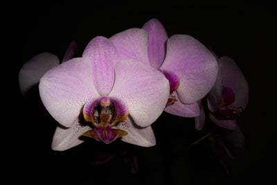 Tablou decorativ - Orhidee Eleganta