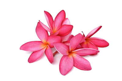 Tablou decorativ - Flori Plumera Elegant