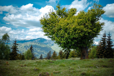 Tablou decorativ - Copacul Vieţii
