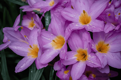 Tablou decorativ - Buchet de Flori Violet
