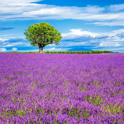 Tablou decorativ - Camp de Lavanda 2