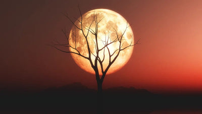 Tablou decorativ - Sub clar de luna 1