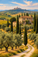 Tablou decorativ - Toscana, Peisaj rural - Zibo.ro