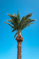 Surreal Palm Tree