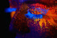 Gene fluorescente