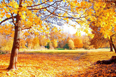 Tablou decorativ - Toamna în Parc
