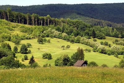 Tablou decorativ - Primavara la Iesire din Cacica Spre Humor