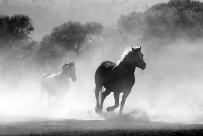 Tablou decorativ - La Galop