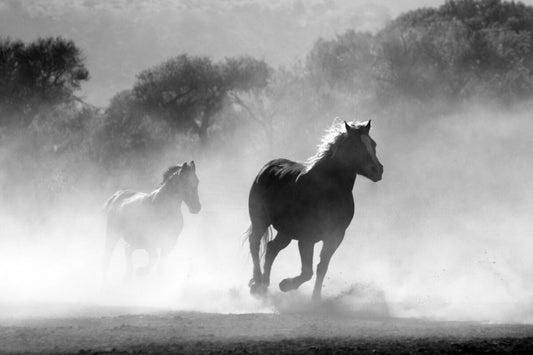 La galop