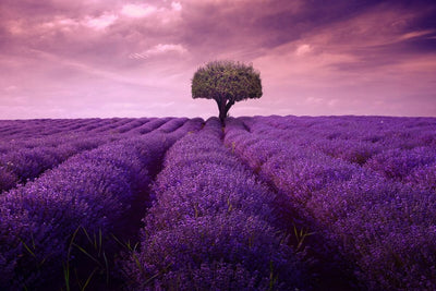 Tablou decorativ - Lavanda Eleganta 4