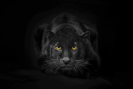 Pantera neagra