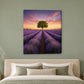 Tablou decorativ - Lan de lavanda la apus pe perete, in camera - Zibo.ro