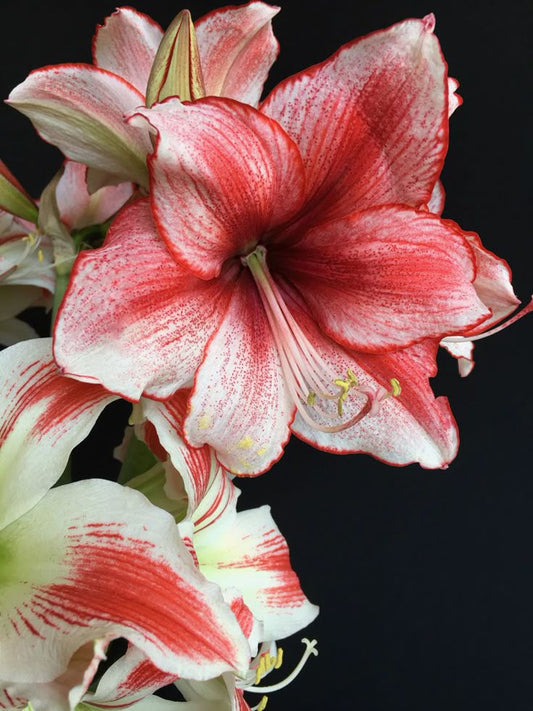 Tablou amaryllis roșu-alb pe fundal negru