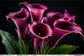 Tablou decorativ cu cale magenta pe fundal negru