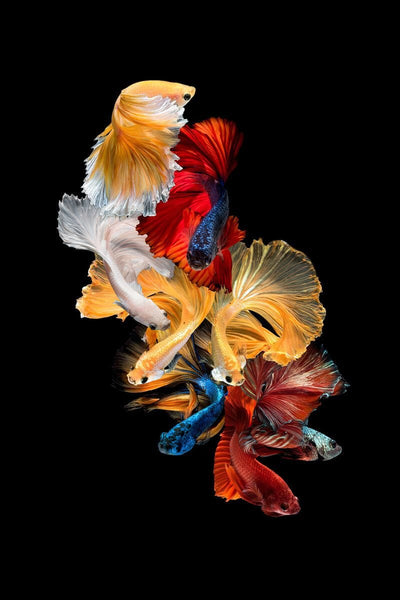 Tablou decorativ - ADN de Pesti Multicolori