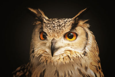 Tablou decorativ - Bufnita Eleganta