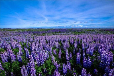 Tablou decorativ - Camp de Lavanda