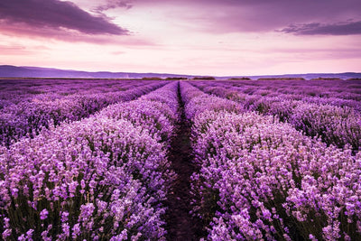 Tablou decorativ - Camp de Lavanda