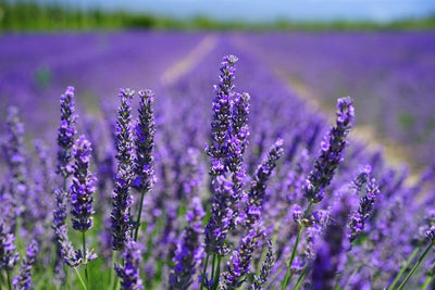 Tablou decorativ - Camp de Lavanda