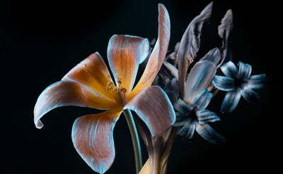 Tablou decorativ - Flori Portocalii si Albastre