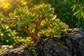 Tablou decorativ - Arborele de Jad pe Stanca
