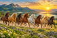 Tablou decorativ - Caii in Galop la Apus