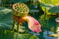 Tablou decorativ - Capsula de Lotus pe Apa de Jad