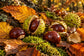 Tablou decorativ - Castane in Muschi