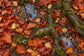 Tablou decorativ - Covorul Padurii