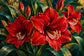 Tablou decorativ - Crini Rosii