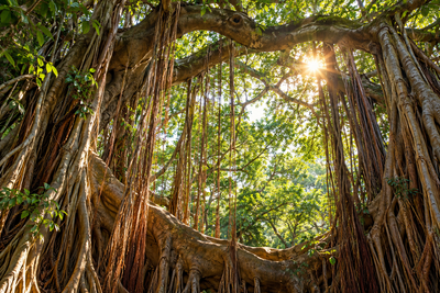 Tablou decorativ - Fereastra din Radacinile de Banyan