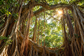 Tablou decorativ - Fereastra din Radacinile de Banyan