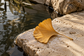 Tablou decorativ - Frunza de Ginkgo pe Piatra