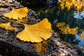 Tablou decorativ - Frunze de Ginkgo pe Piatra Uda