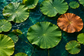 Tablou decorativ - Frunzele de Lotus si Frunza de Arama
