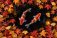 Tablou decorativ - Koi in Cercul de Frunze de Toamna
