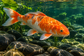 Tablou decorativ - Koi Portocaliu printre Pietre Negre