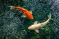 Tablou decorativ - Koi Portocaliu si Crem in Ploaie