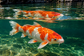 Tablou decorativ - Koi si Reflexia lui in Apa