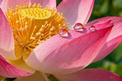 Tablou decorativ - Petala de Lotus cu Trei Picaturi