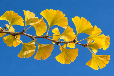 Tablou decorativ - Ramura de Ginkgo