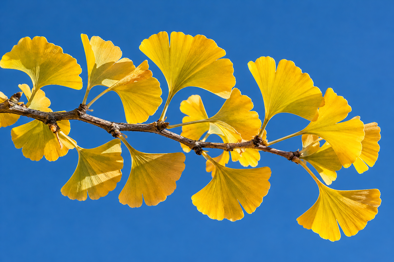 Tablou decorativ - Ramura de Ginkgo