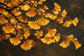 Tablou decorativ - Ramuri de Ginkgo Aurii