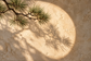 Tablou decorativ - Umbra de Pin pe Calcar